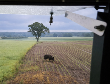 View from hunting blind through window at wild boar in field